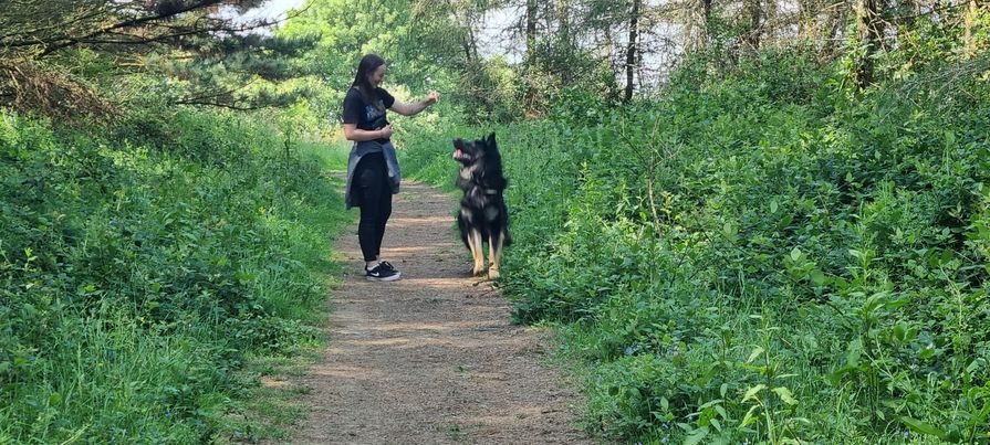 Lily with black and brown dog in woods